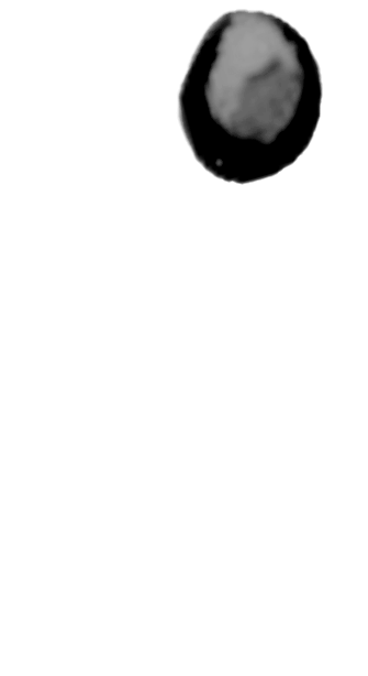 泡